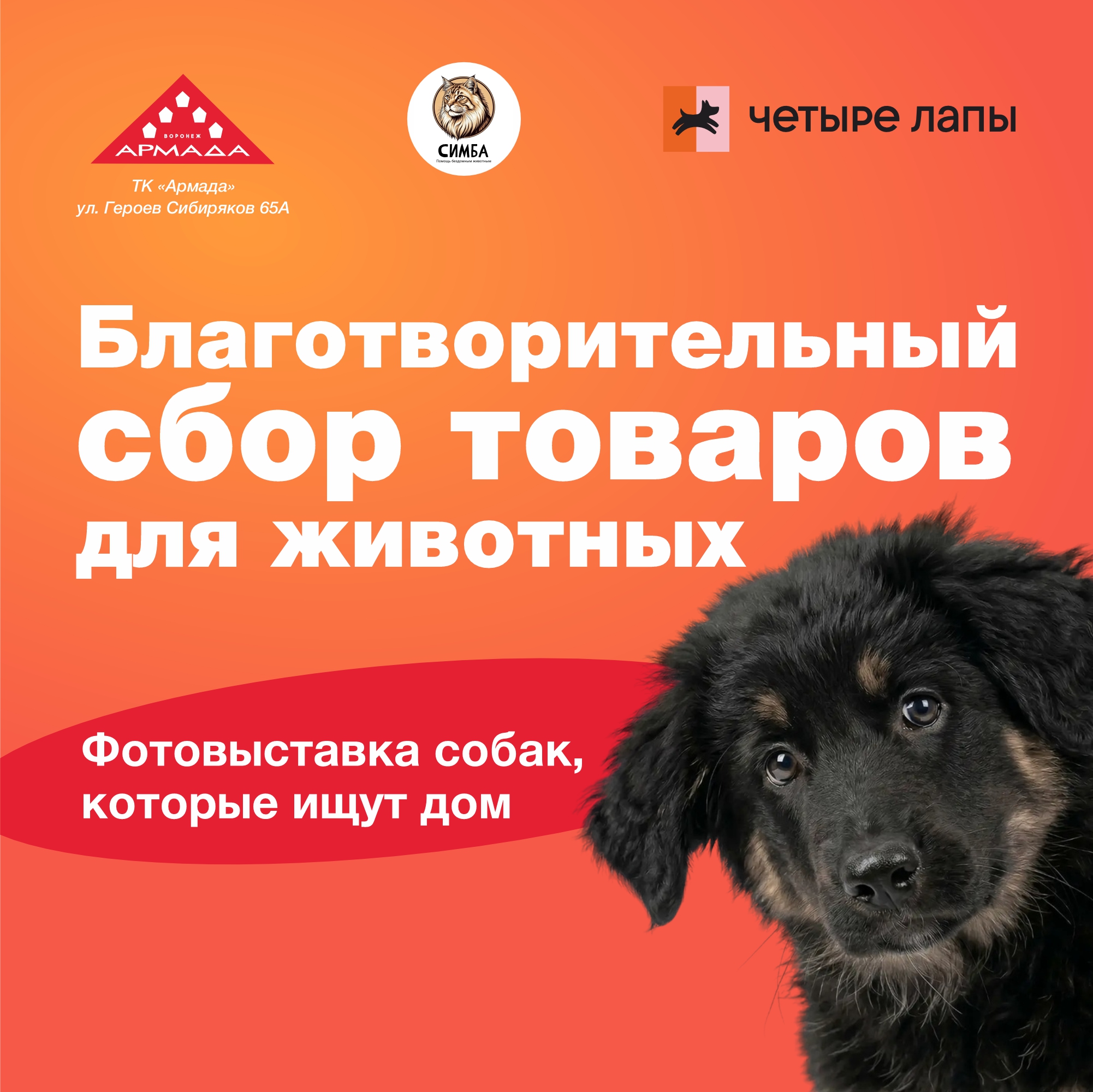 Дай лапу, друг